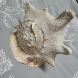 Horned King Helmet Conch Shell - Cassis cornuta, Big Size